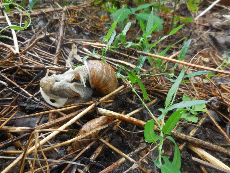 ESCARGOTS dans le jardin ( photo prise le 21 juillet 2025 ) . vue 1.          REMI JAYAT